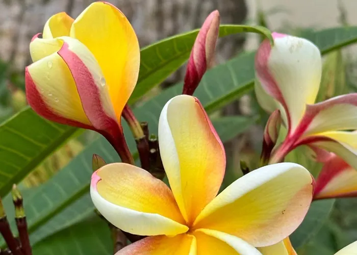 公寓 Tenerife North Escape